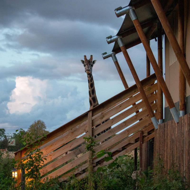 Knuthenborg Safaripark Hotel Maribo Exterior photo